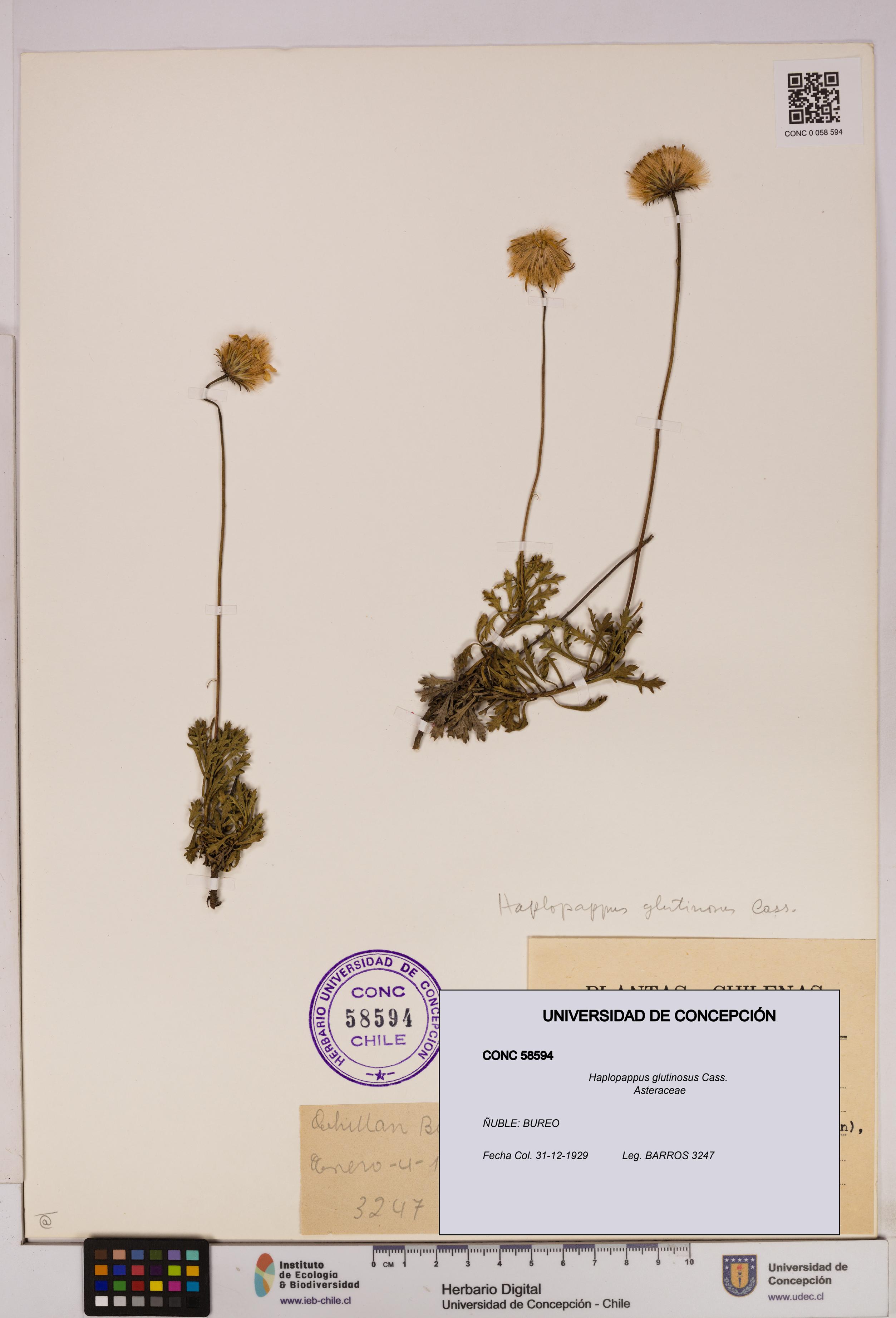 Haplopappus glutinosus [Espécimen: UDEC:CONC:0058594]