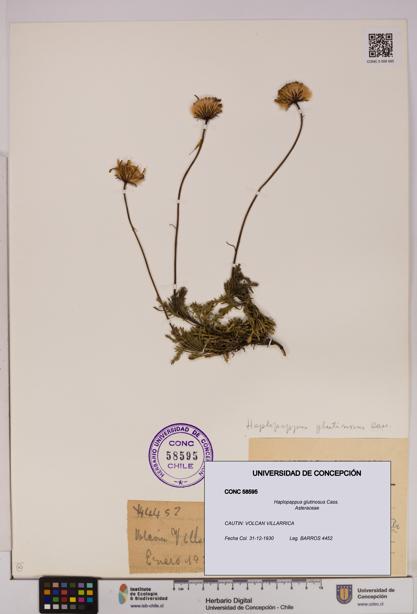Haplopappus glutinosus [Espécimen: UDEC:CONC:0058595]