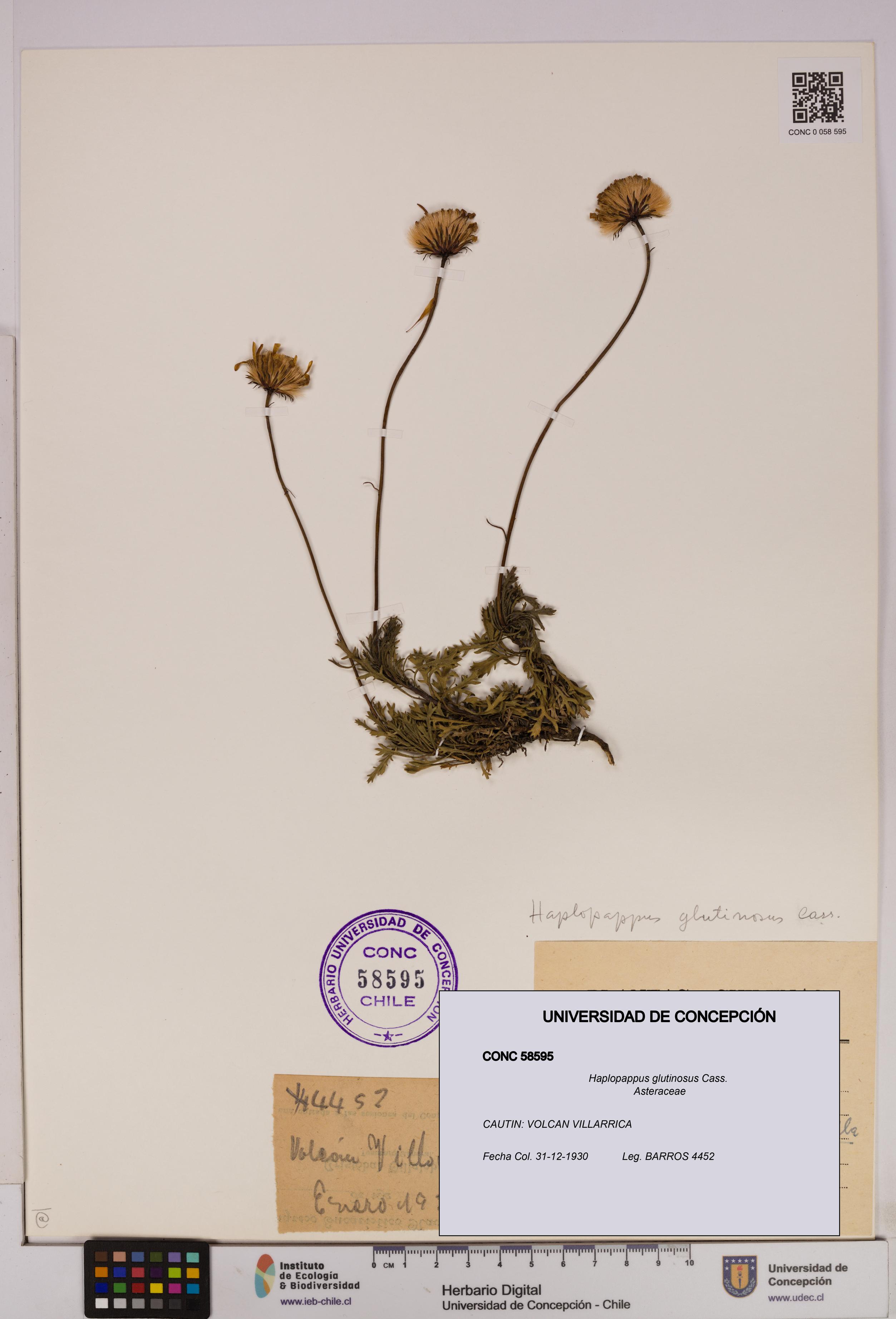 Haplopappus glutinosus [Espécimen: UDEC:CONC:0058595]