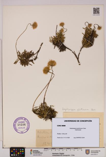 Haplopappus glutinosus [Espécimen: UDEC:CONC:0058596]