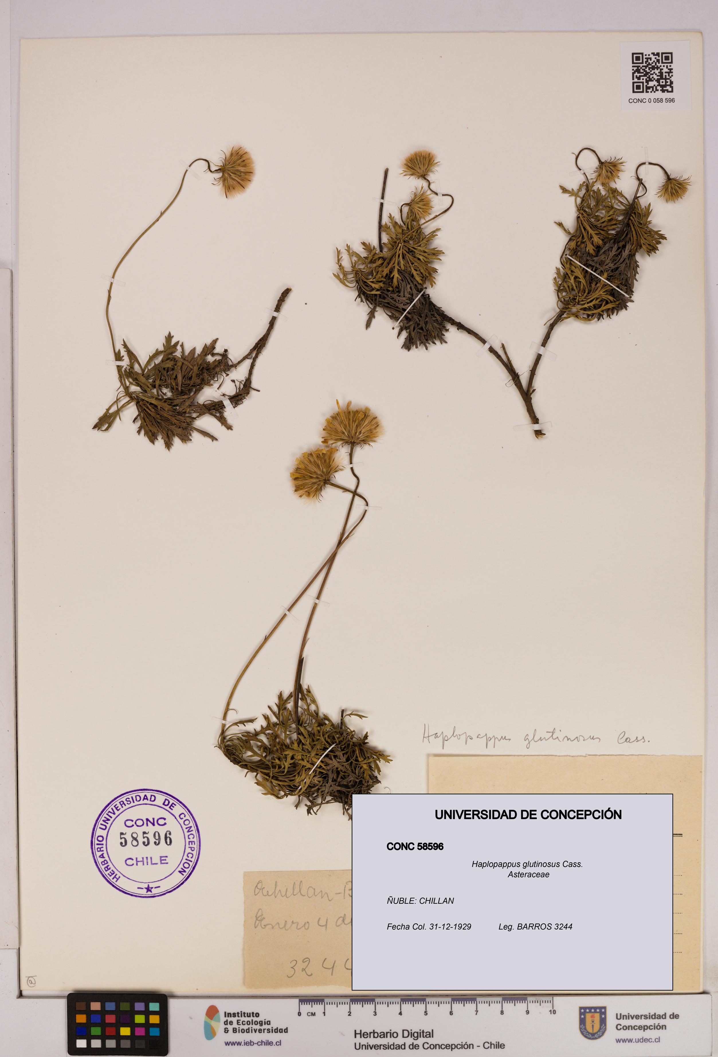 Haplopappus glutinosus [Espécimen: UDEC:CONC:0058596]