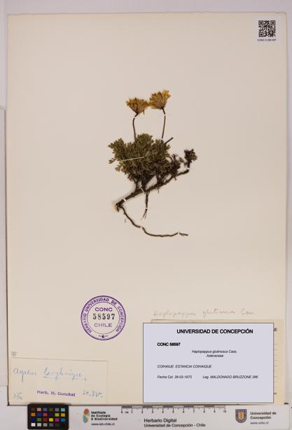 Haplopappus glutinosus [Espécimen: UDEC:CONC:0058597]