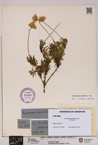 Haplopappus glutinosus [Espécimen: UDEC:CONC:0058598]