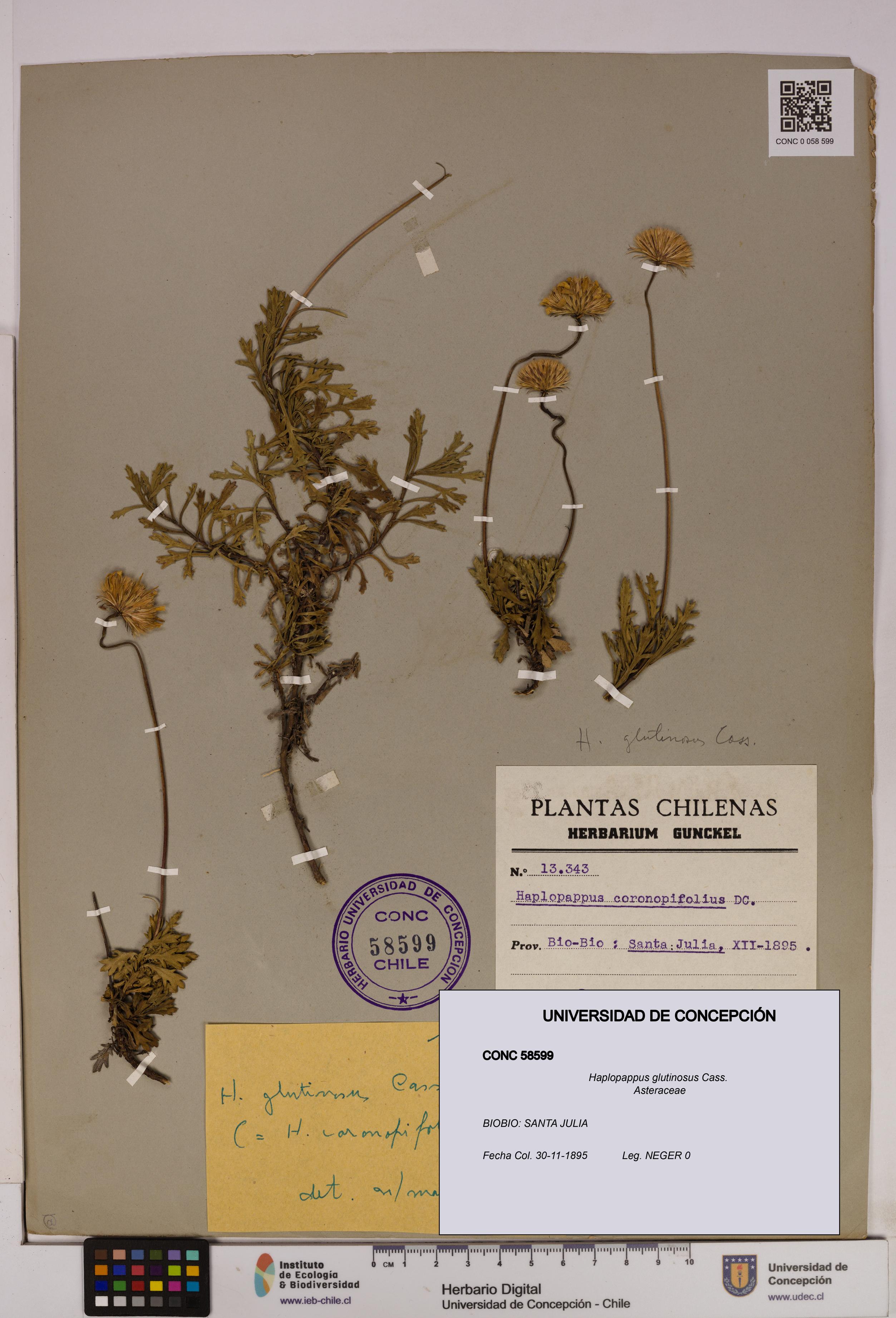Haplopappus glutinosus [Espécimen: UDEC:CONC:0058599]