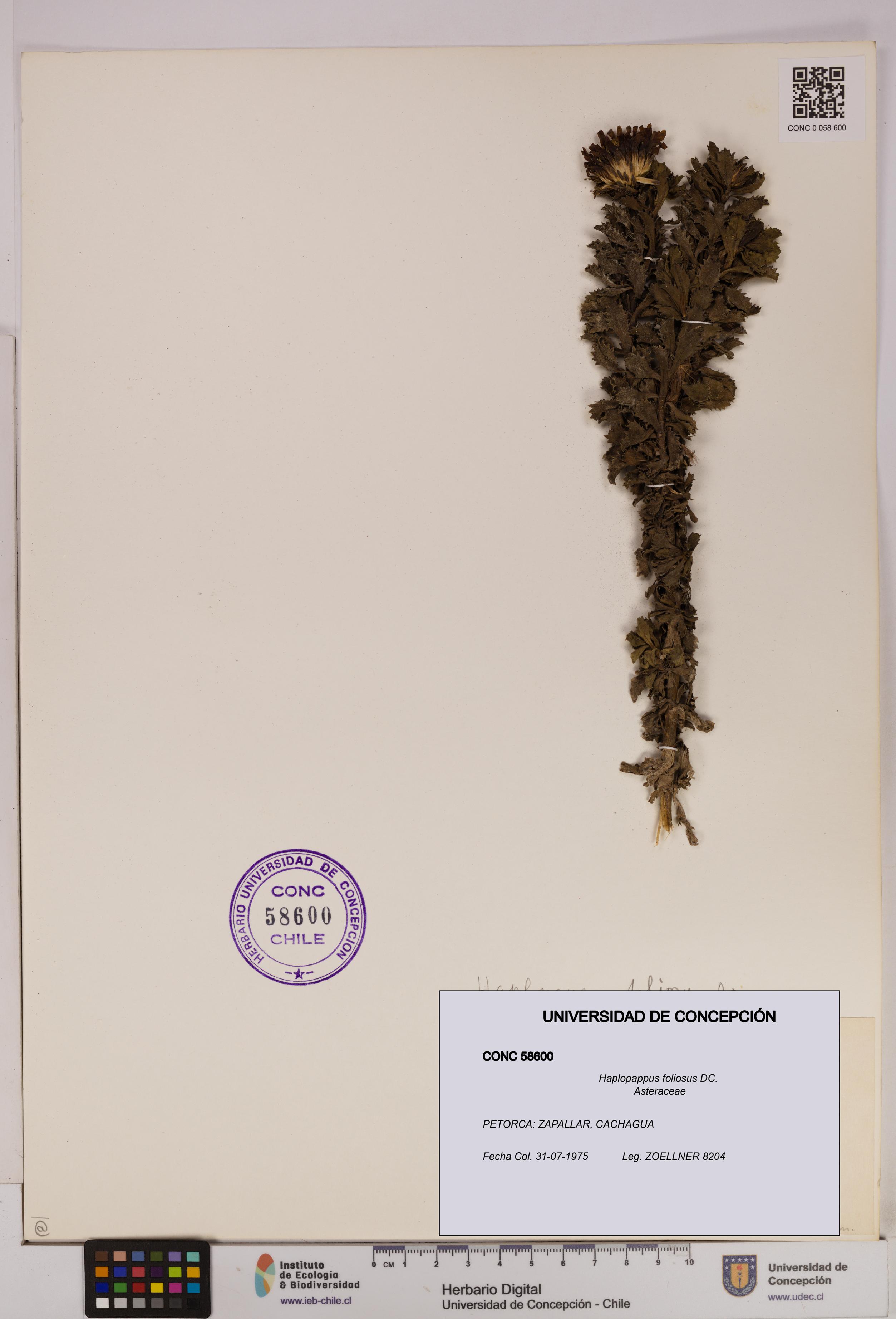 Haplopappus foliosus [Espécimen: UDEC:CONC:0058600]