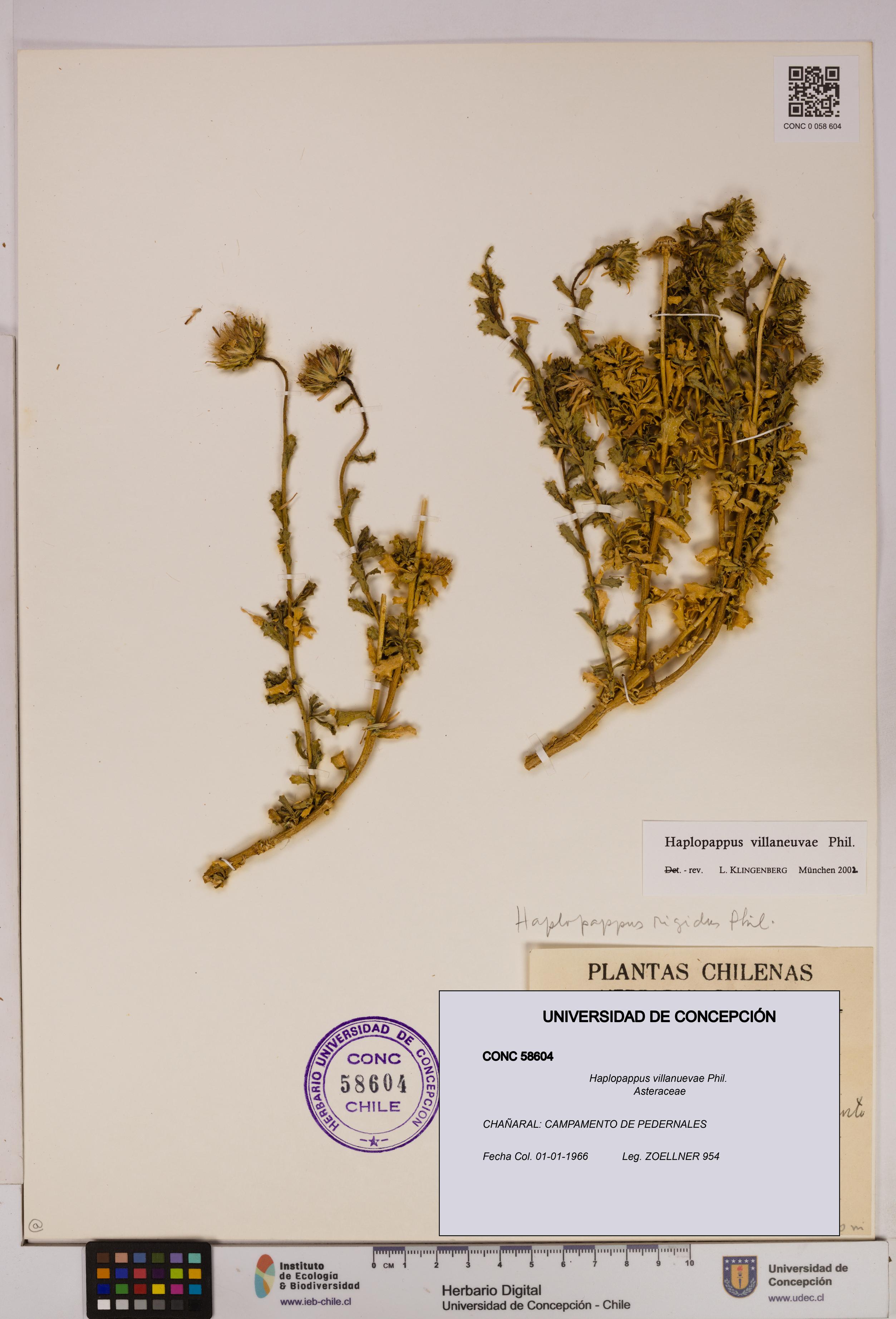 Haplopappus villanuevae [Espécimen: UDEC:CONC:0058604]