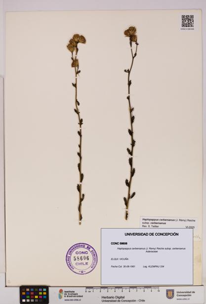 Haplopappus cerberoanus subsp. cerberoanus [Espécimen: UDEC:CONC:0058606]