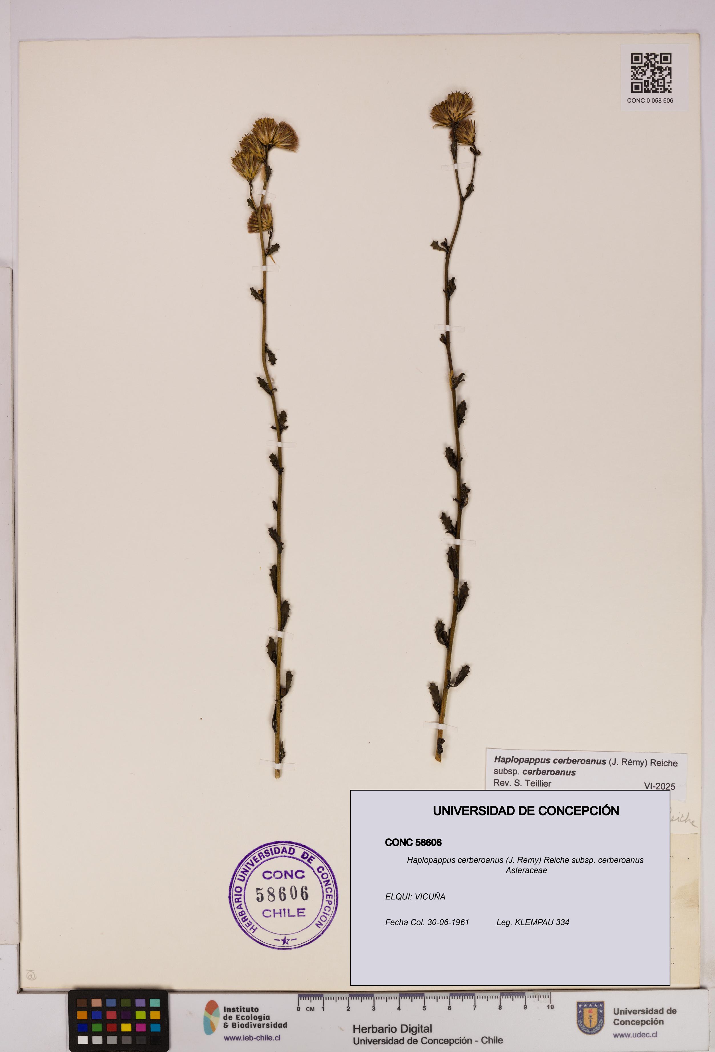 Haplopappus cerberoanus subsp. cerberoanus [Espécimen: UDEC:CONC:0058606]
