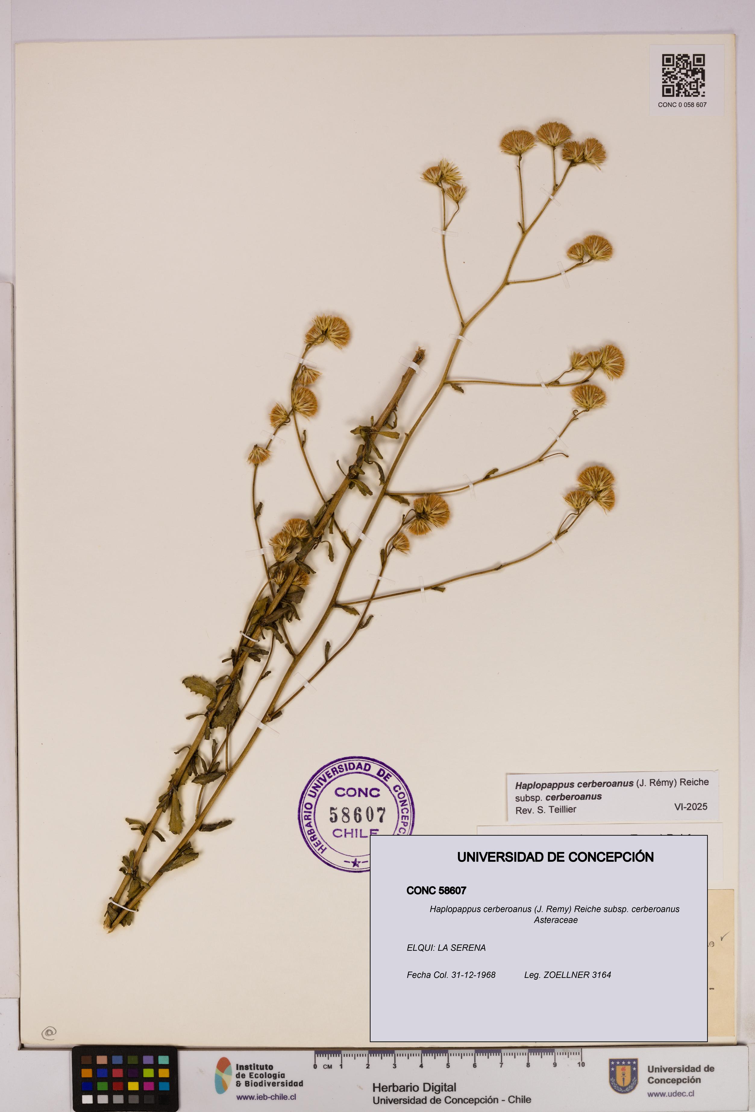 Haplopappus cerberoanus subsp. cerberoanus [Espécimen: UDEC:CONC:0058607]