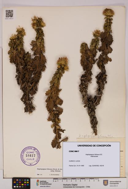 Haplopappus foliosus [Espécimen: UDEC:CONC:0058617]