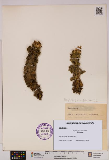 Haplopappus foliosus [Espécimen: UDEC:CONC:0058618]