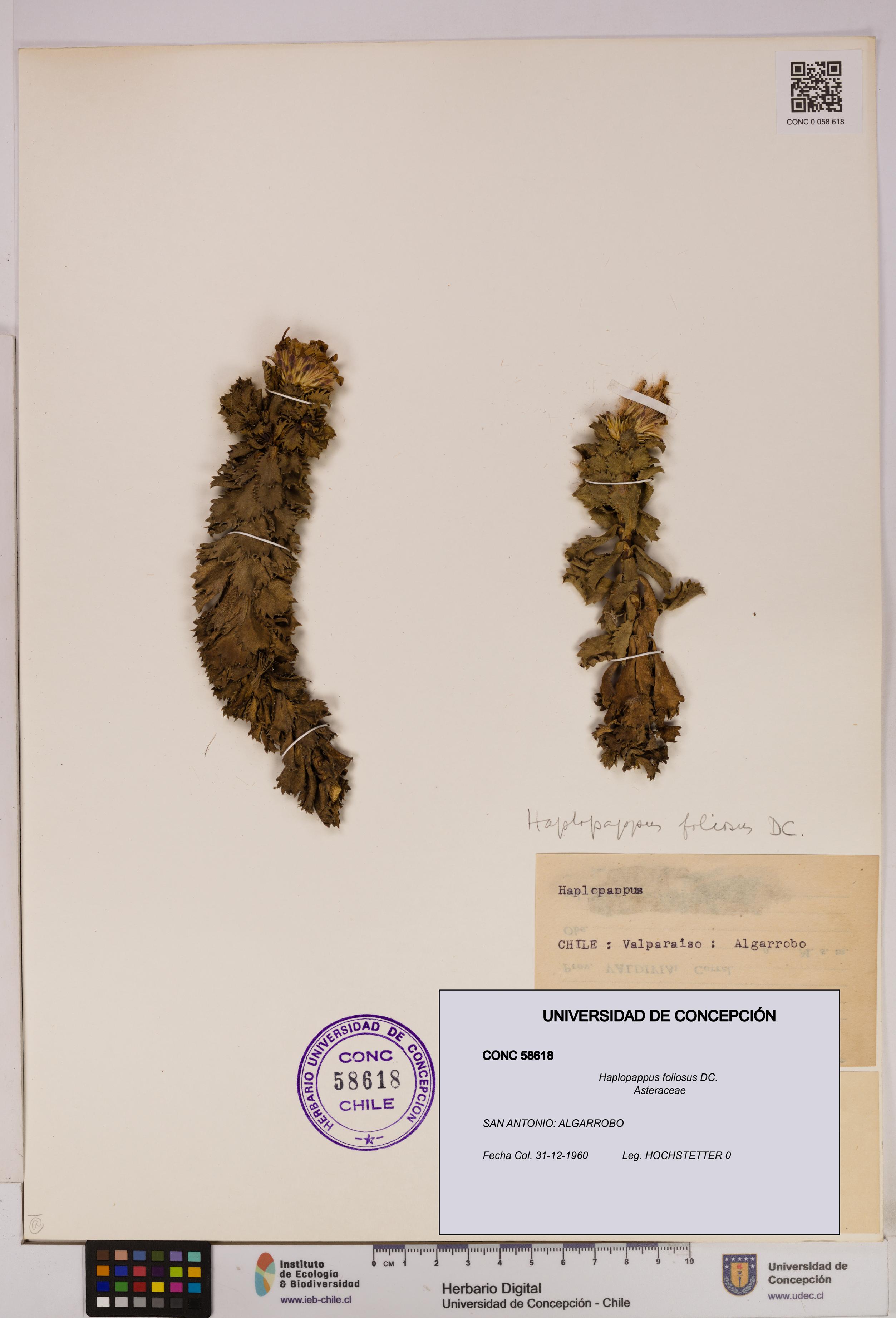 Haplopappus foliosus [Espécimen: UDEC:CONC:0058618]