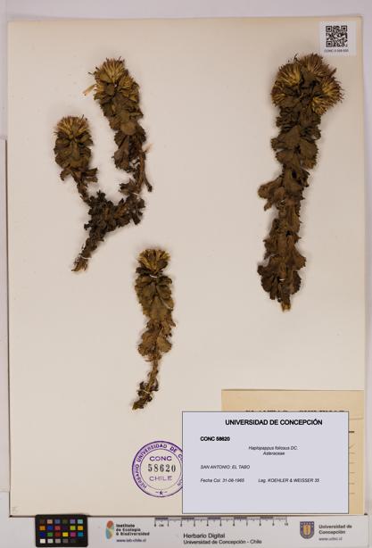 Haplopappus foliosus [Espécimen: UDEC:CONC:0058620]