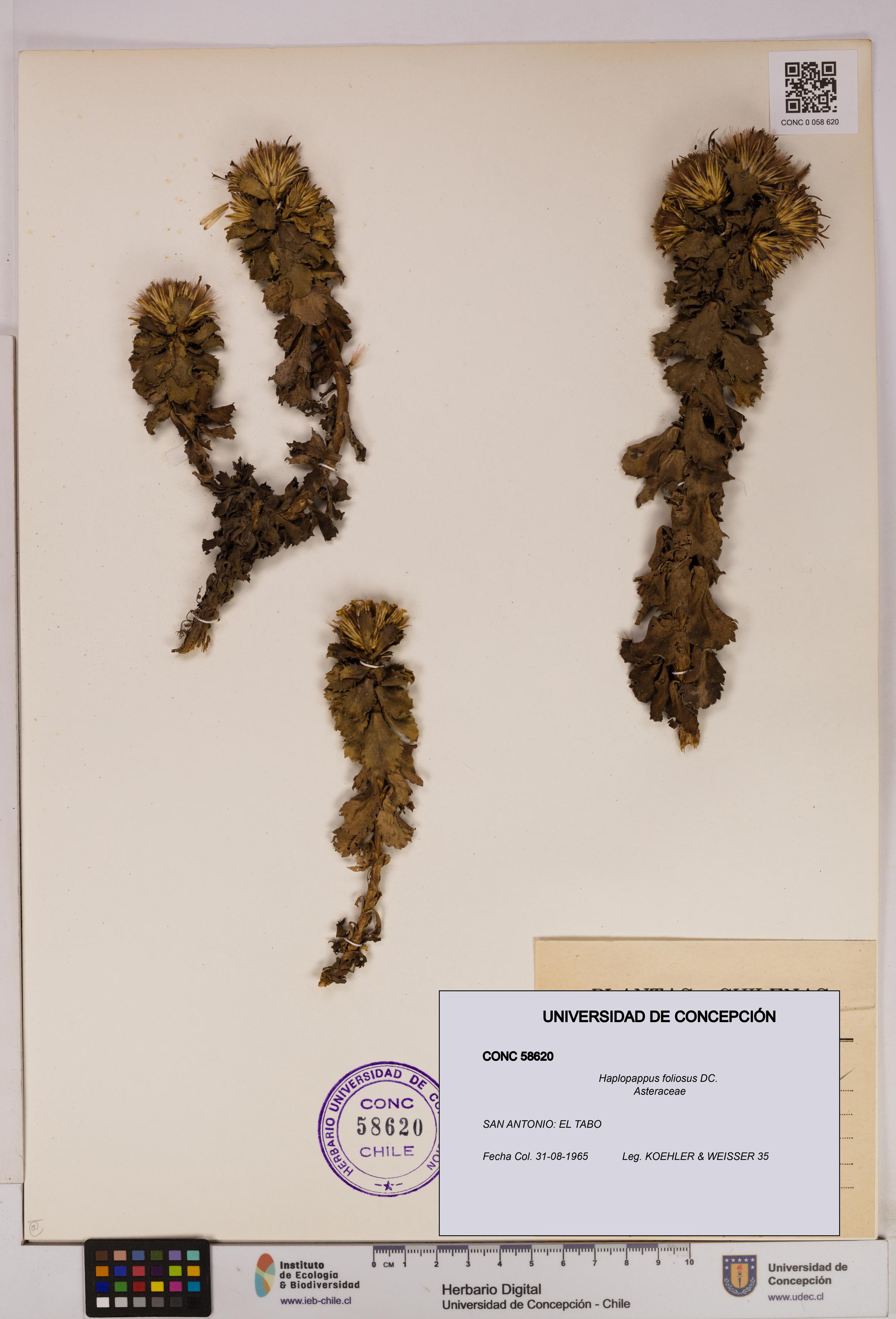 Haplopappus foliosus [Espécimen: UDEC:CONC:0058620]