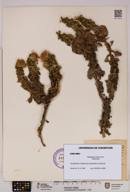 Haplopappus foliosus [Espécimen: UDEC:CONC:0058621]