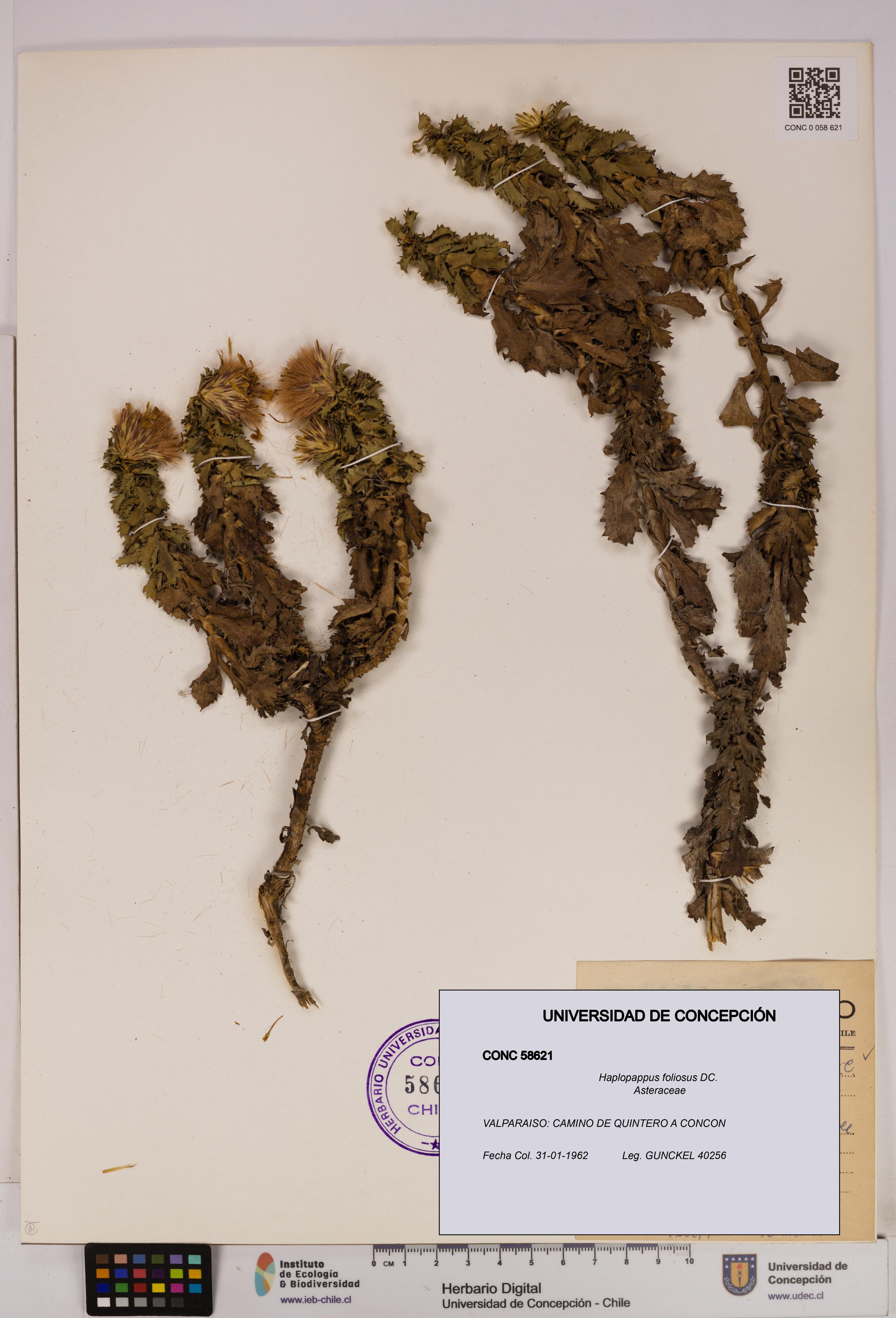 Haplopappus foliosus [Espécimen: UDEC:CONC:0058621]