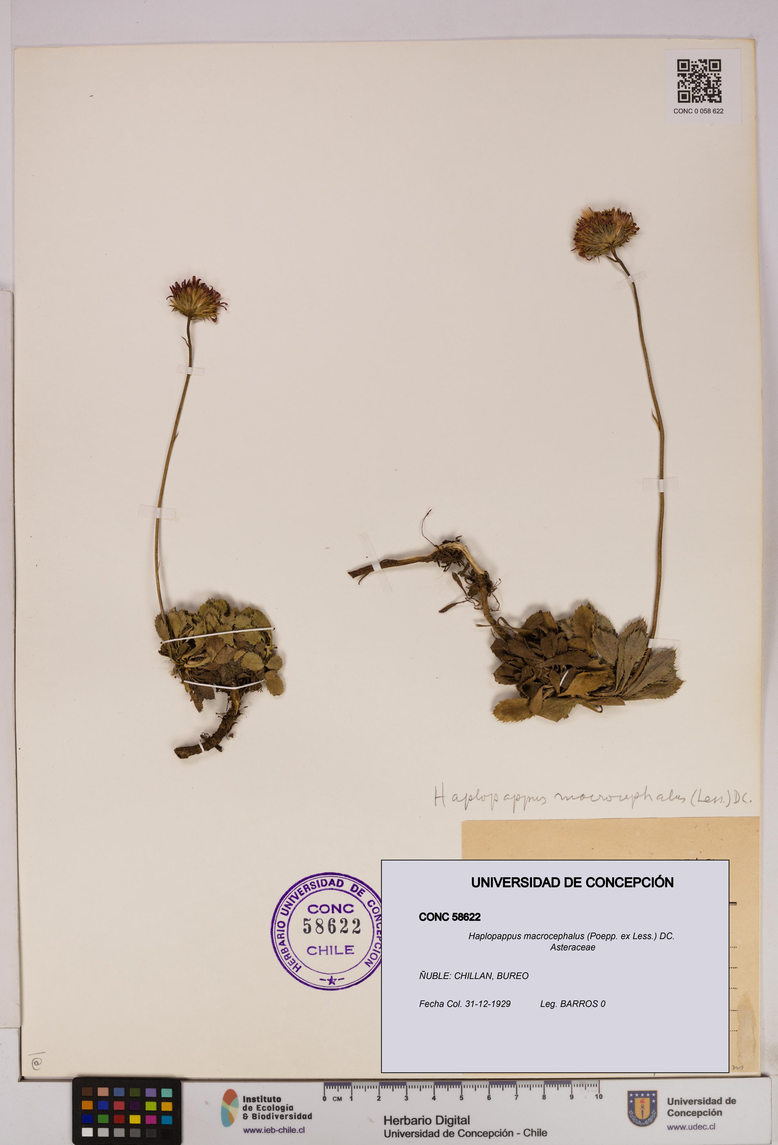 Haplopappus macrocephalus [Espécimen: UDEC:CONC:0058622]
