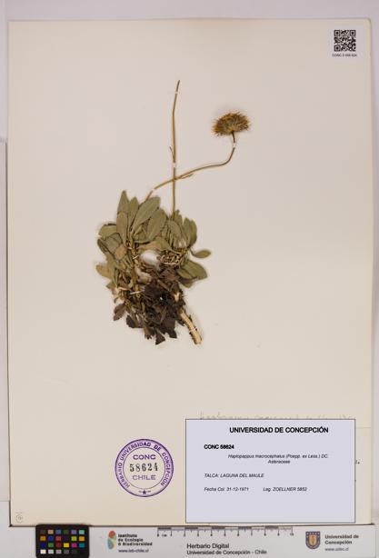 Haplopappus macrocephalus [Espécimen: UDEC:CONC:0058624]