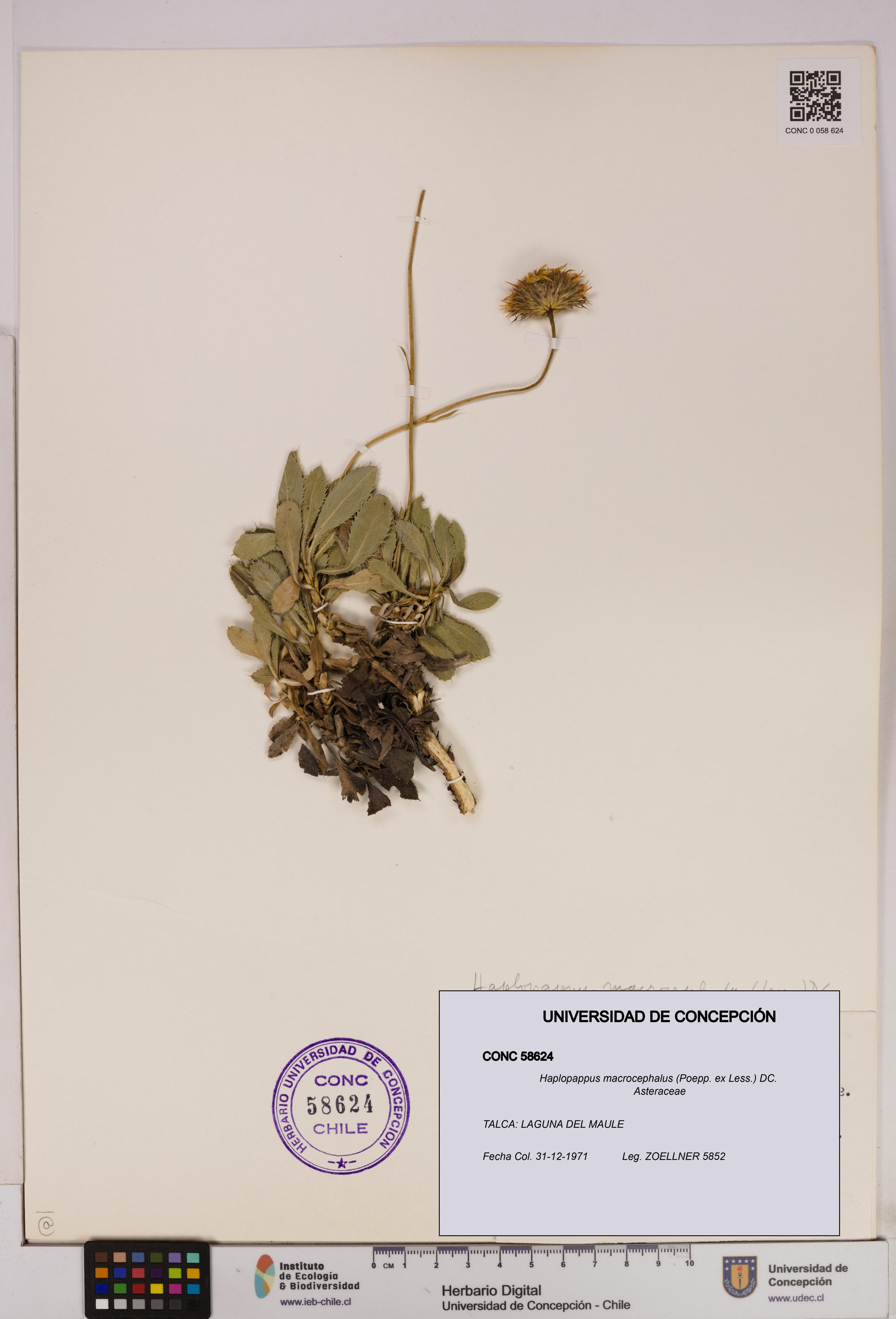 Haplopappus macrocephalus [Espécimen: UDEC:CONC:0058624]