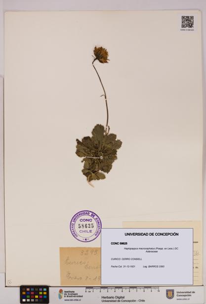 Haplopappus macrocephalus [Espécimen: UDEC:CONC:0058625]