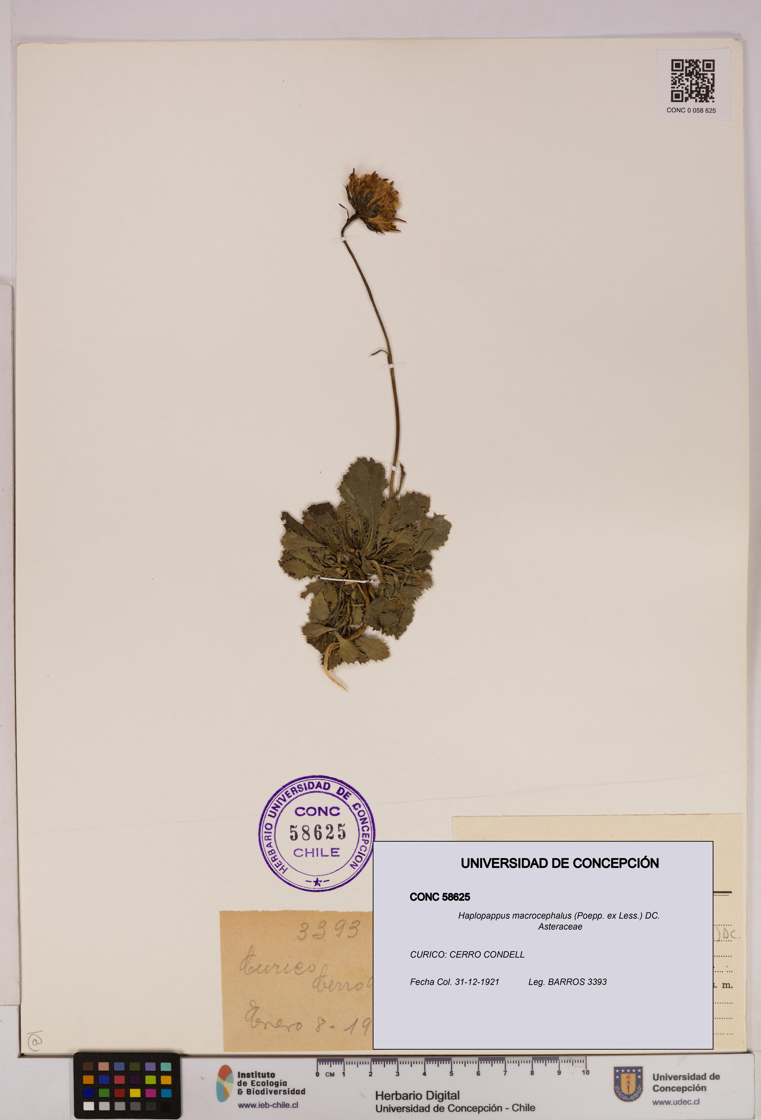 Haplopappus macrocephalus [Espécimen: UDEC:CONC:0058625]