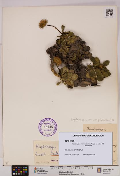 Haplopappus macrocephalus [Espécimen: UDEC:CONC:0058626]