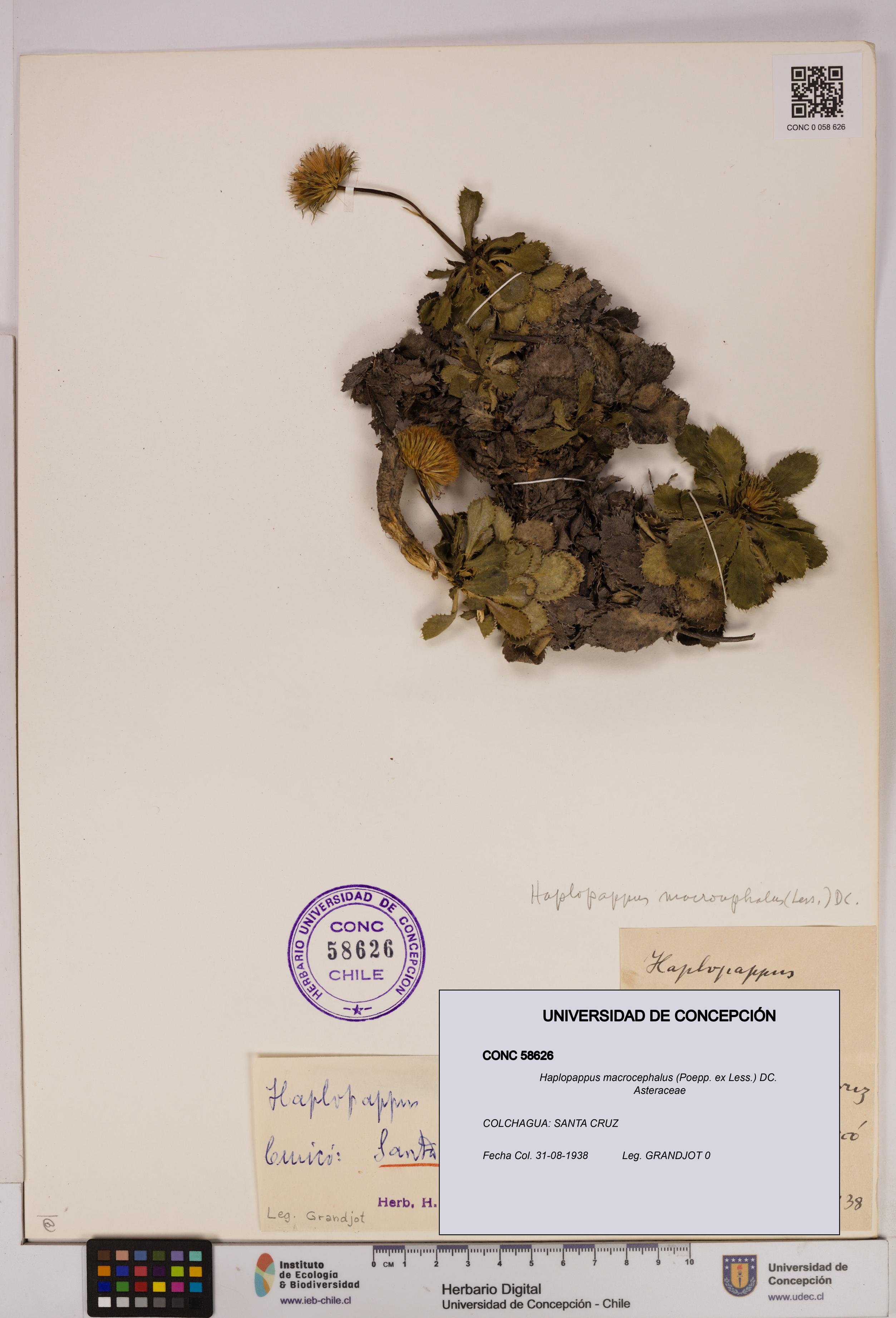 Haplopappus macrocephalus [Espécimen: UDEC:CONC:0058626]
