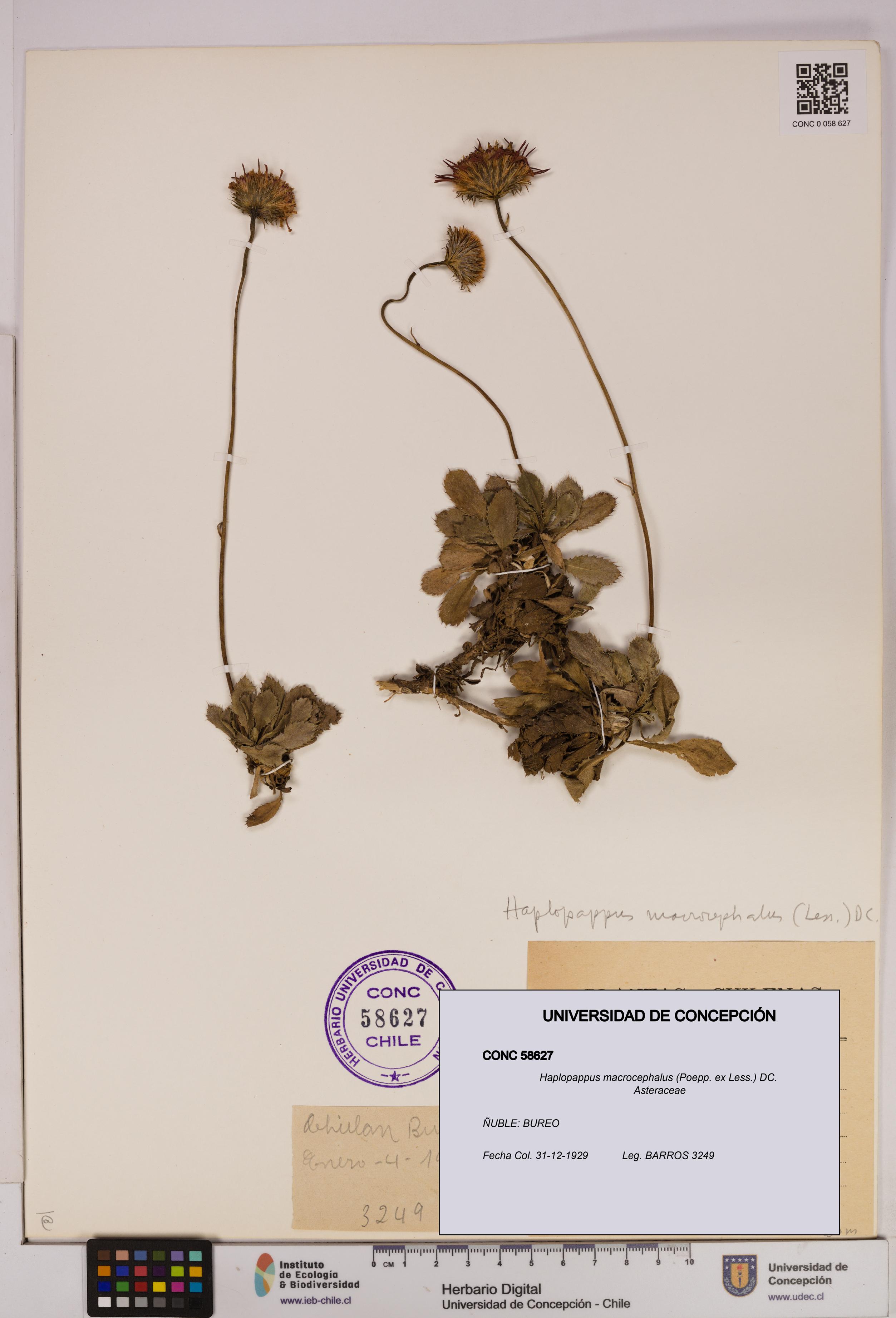 Haplopappus macrocephalus [Espécimen: UDEC:CONC:0058627]