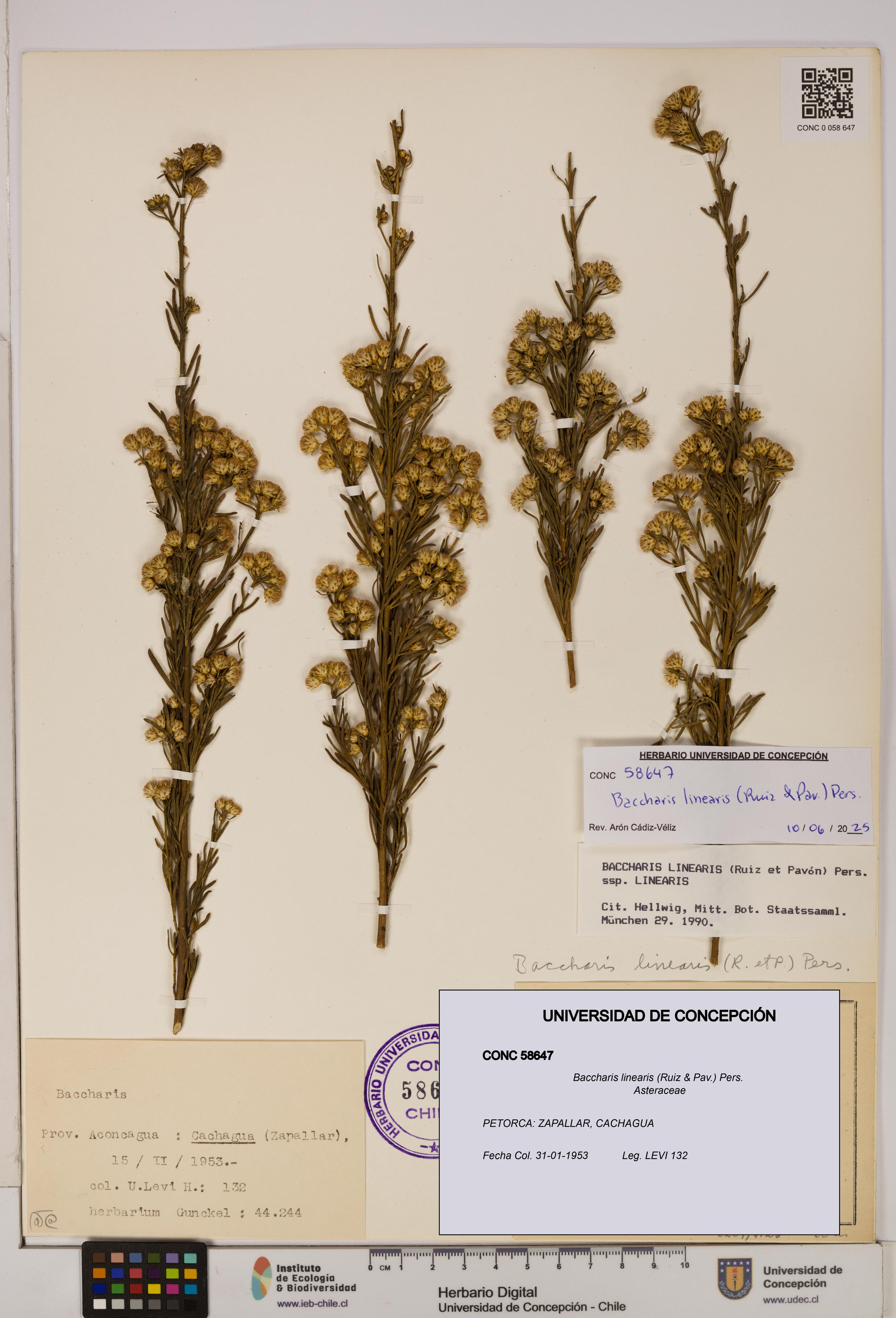 Baccharis linearis [Espécimen: UDEC:CONC:0058647]