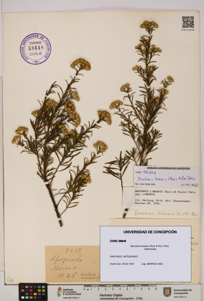 Baccharis linearis [Espécimen: UDEC:CONC:0058648]
