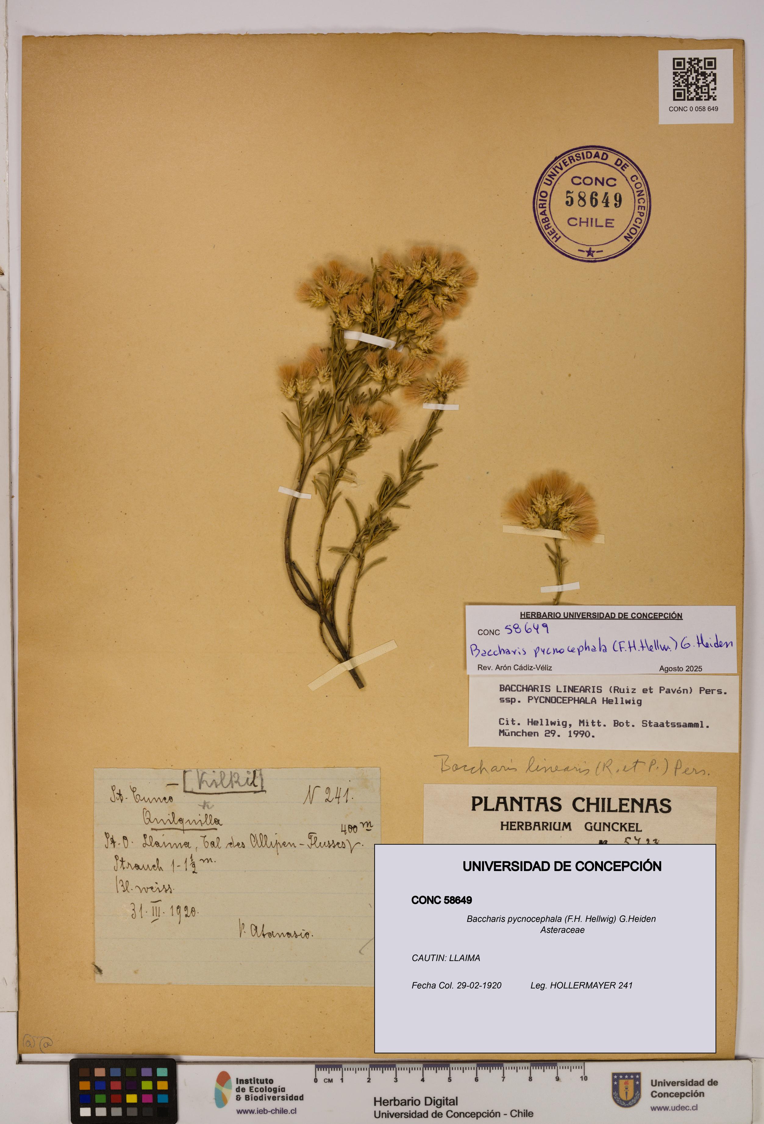 Baccharis pycnocephala [Espécimen: UDEC:CONC:0058649]