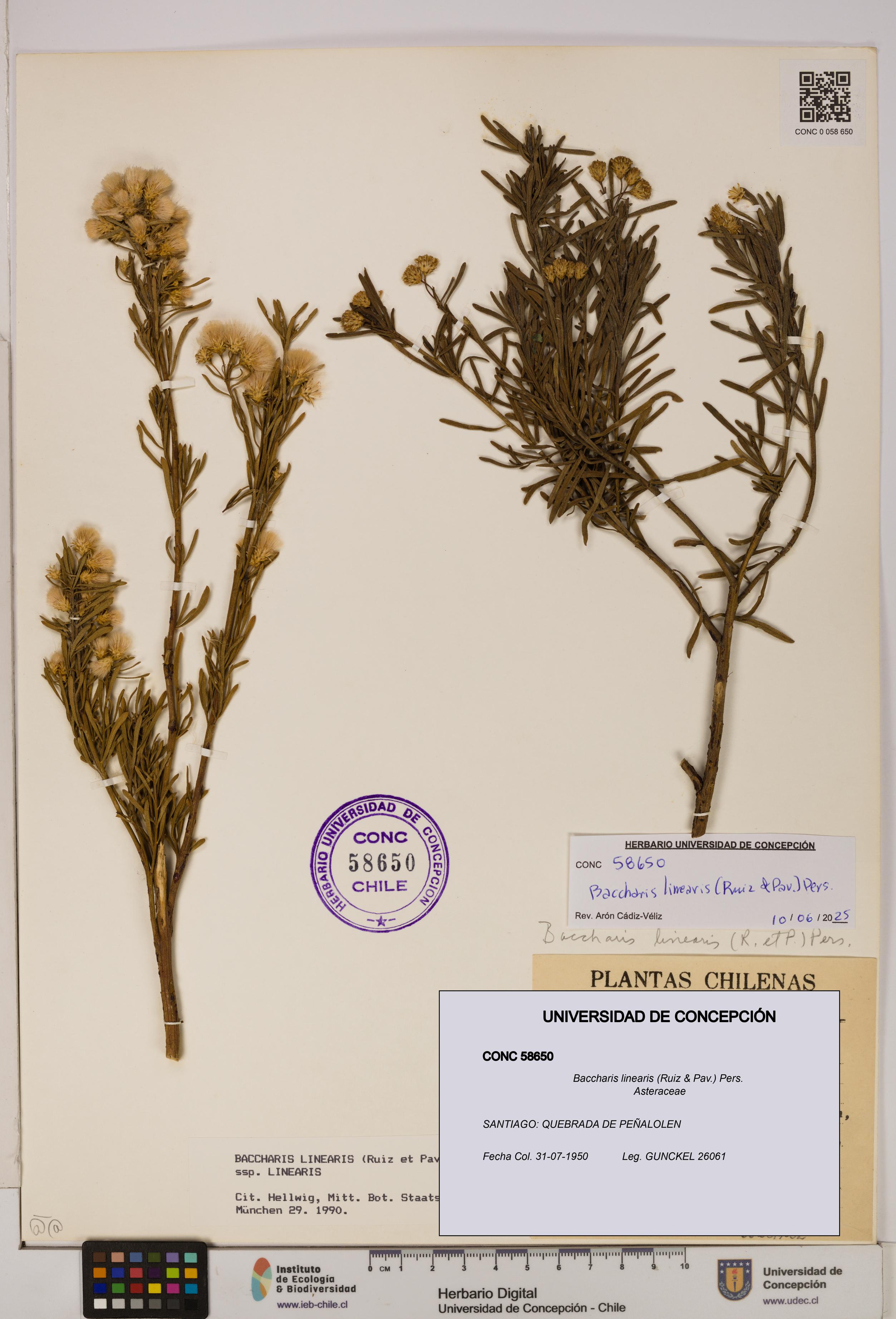 Baccharis linearis [Espécimen: UDEC:CONC:0058650]