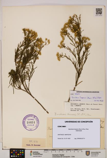 Baccharis linearis [Espécimen: UDEC:CONC:0058651]