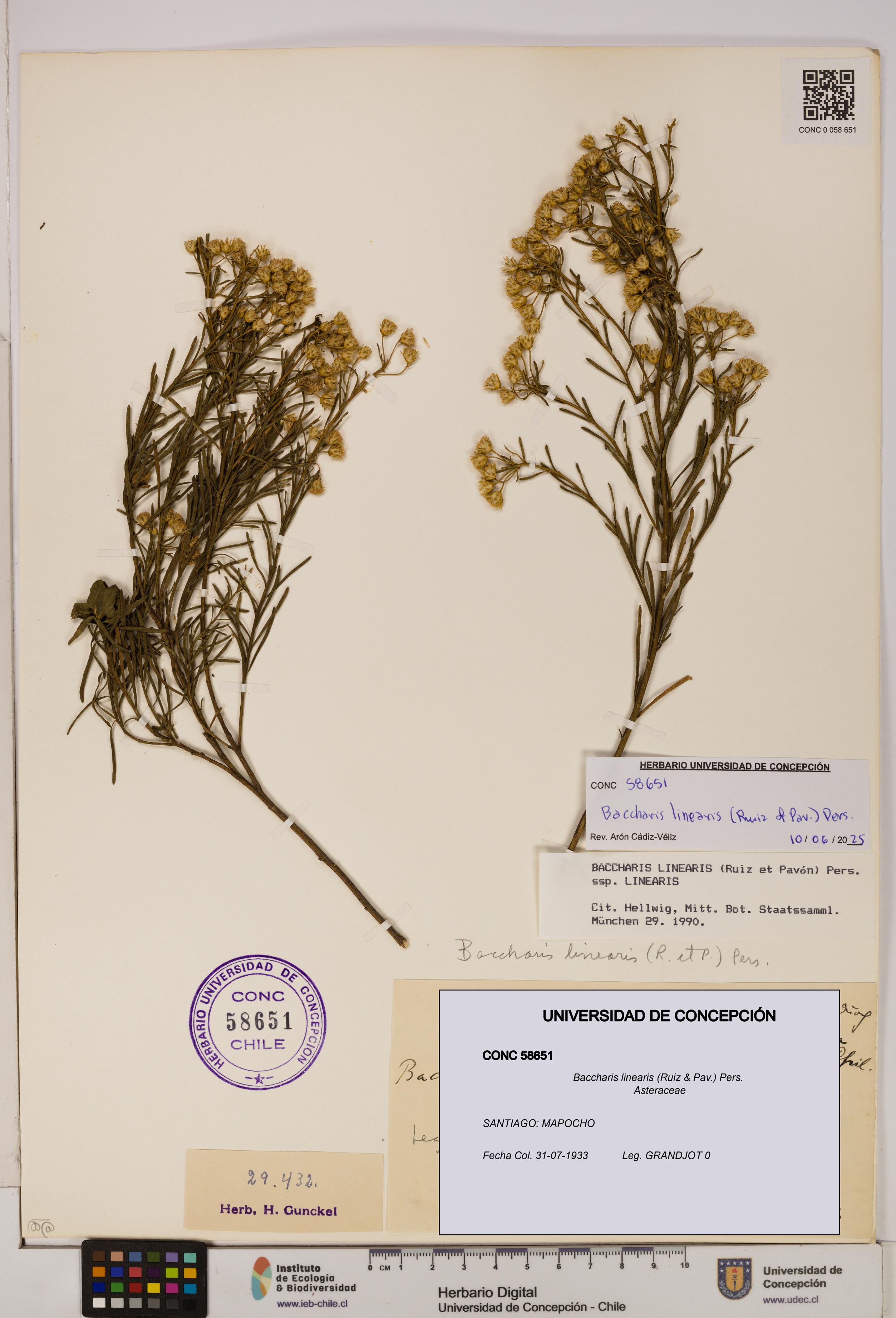 Baccharis linearis [Espécimen: UDEC:CONC:0058651]
