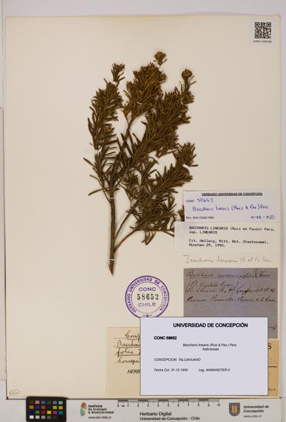 Baccharis linearis [Espécimen: UDEC:CONC:0058652]