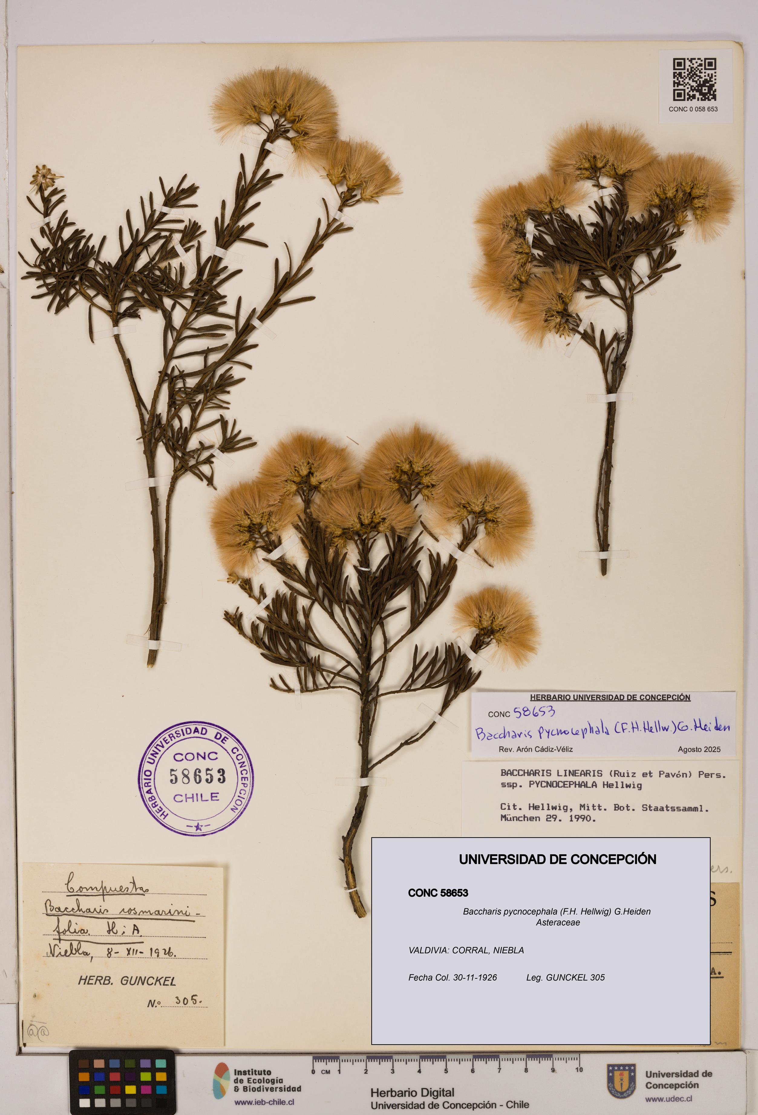 Baccharis pycnocephala [Espécimen: UDEC:CONC:0058653]