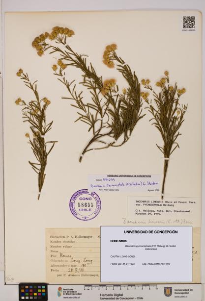 Baccharis pycnocephala [Espécimen: UDEC:CONC:0058655]