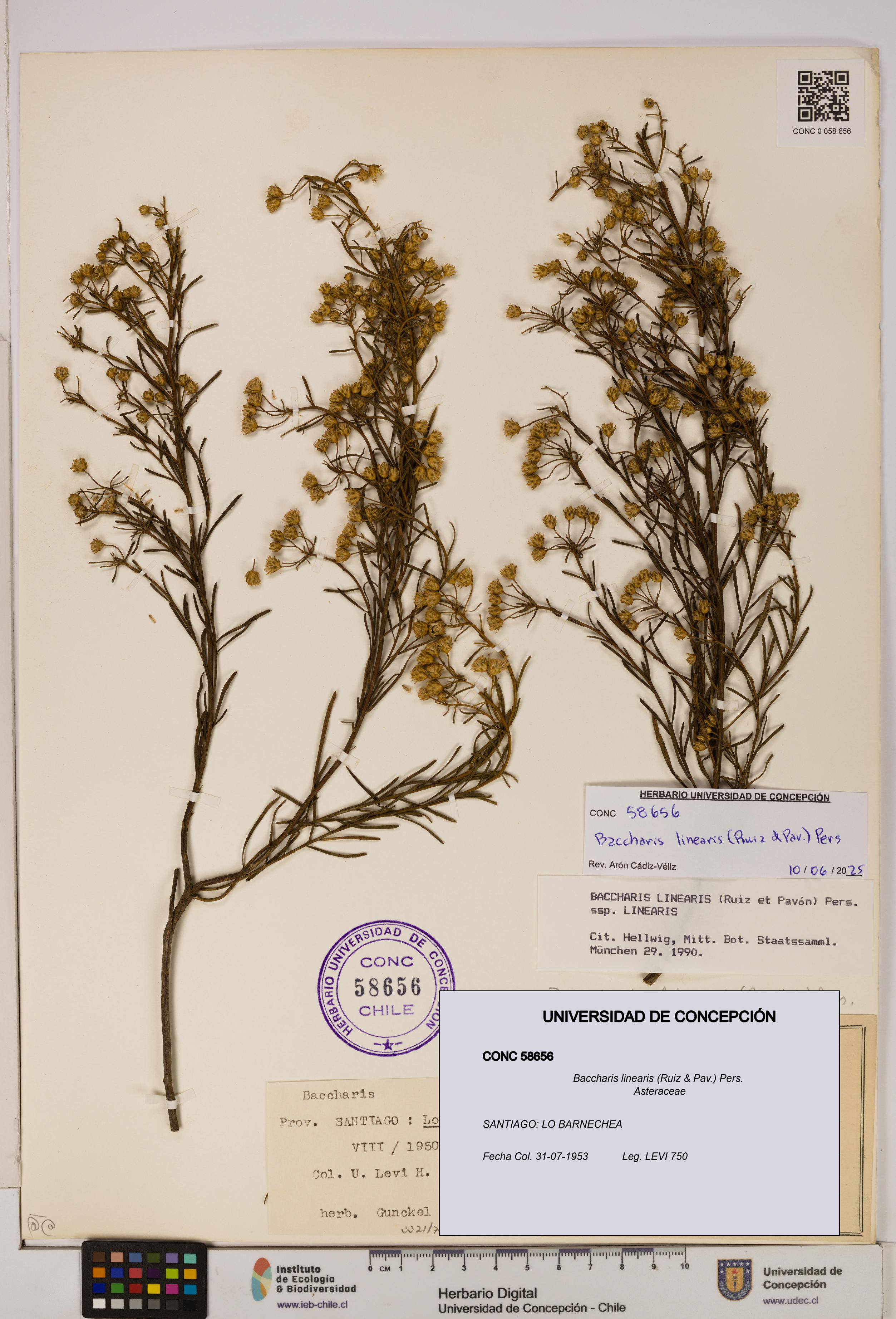 Baccharis linearis [Espécimen: UDEC:CONC:0058656]