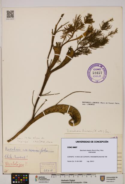 Baccharis linearis [Espécimen: UDEC:CONC:0058657]