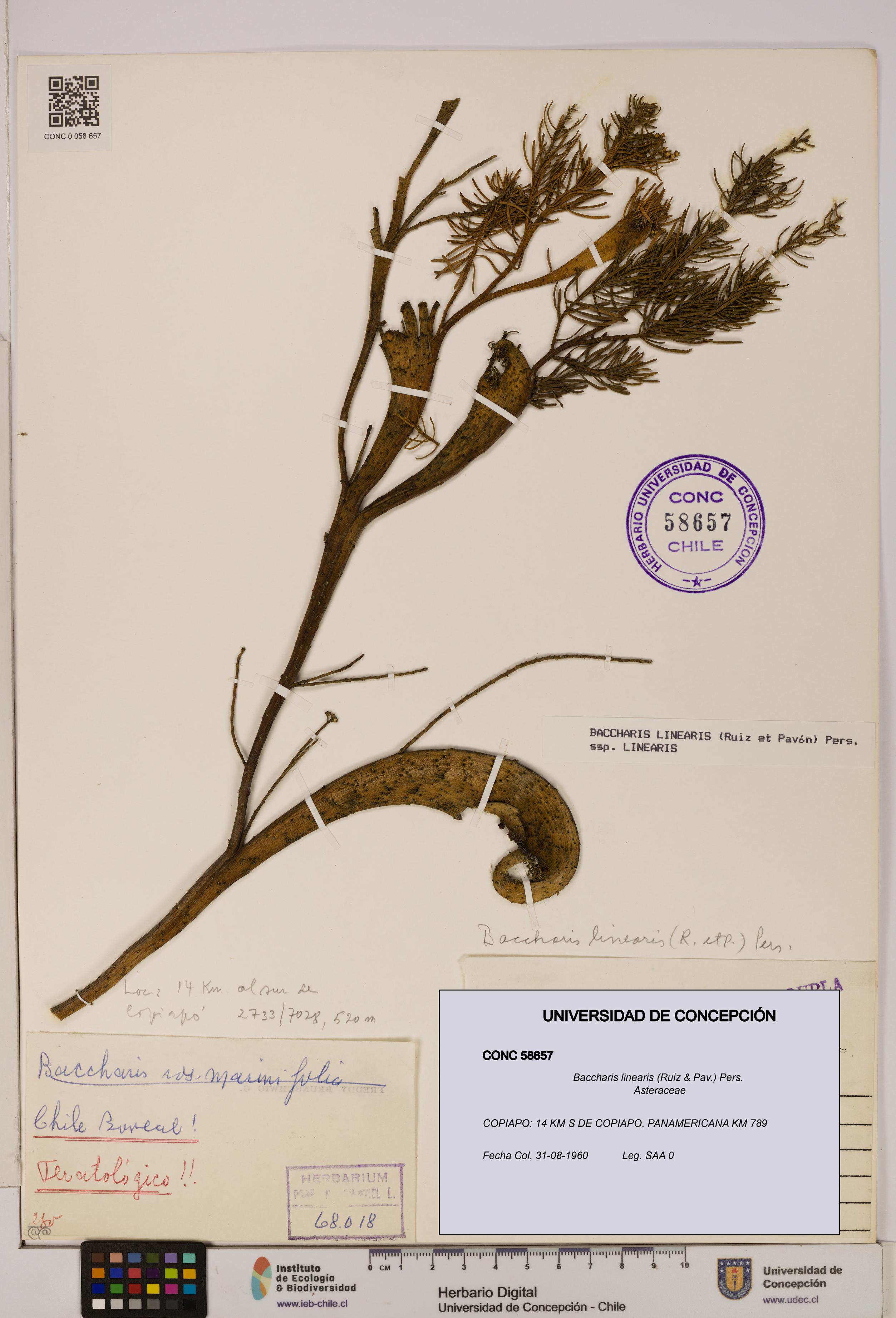 Baccharis linearis [Espécimen: UDEC:CONC:0058657]