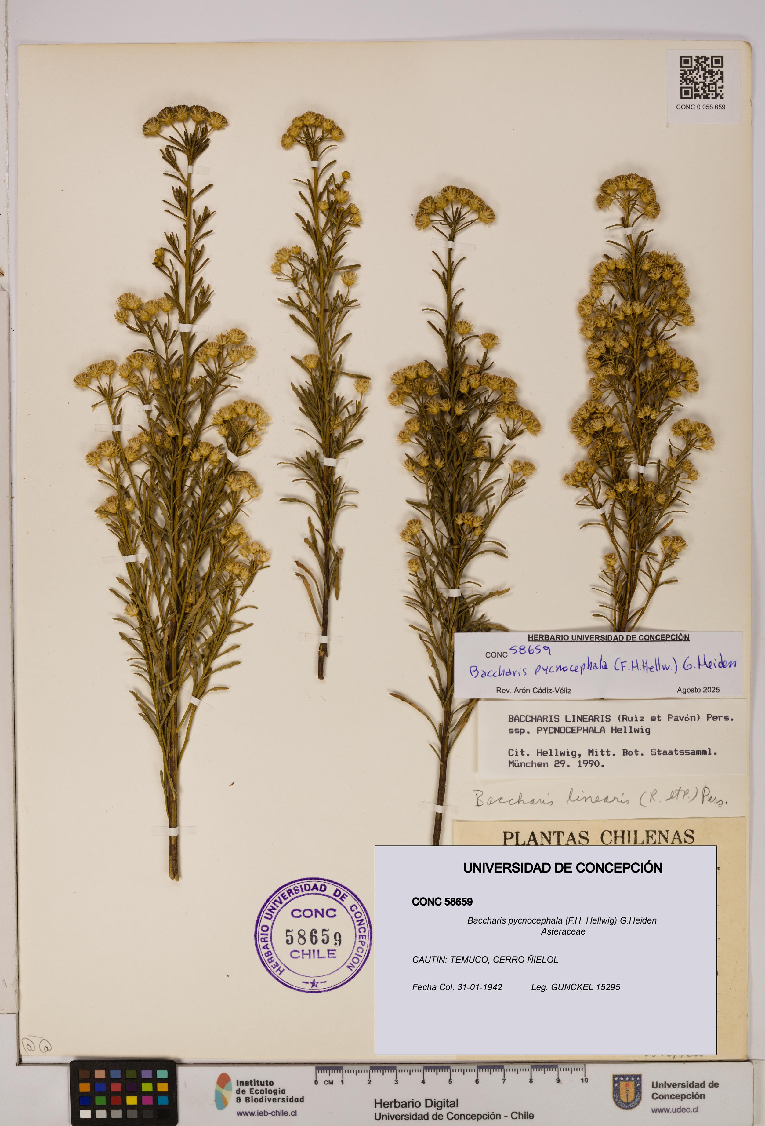Baccharis pycnocephala [Espécimen: UDEC:CONC:0058659]