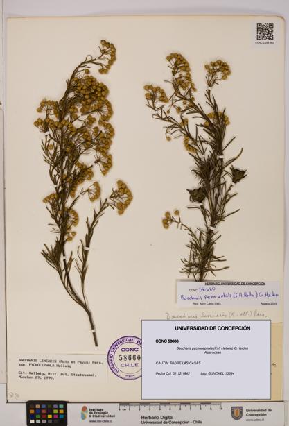 Baccharis pycnocephala [Espécimen: UDEC:CONC:0058660]