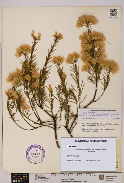 Baccharis pycnocephala [Espécimen: UDEC:CONC:0058661]