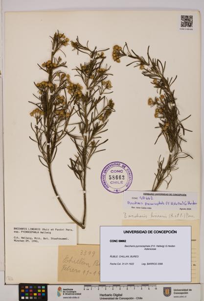 Baccharis pycnocephala [Espécimen: UDEC:CONC:0058662]