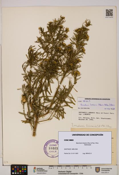 Baccharis linearis [Espécimen: UDEC:CONC:0058663]