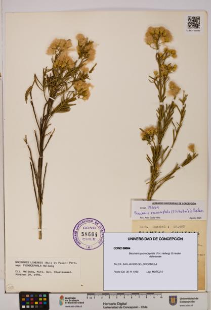Baccharis pycnocephala [Espécimen: UDEC:CONC:0058664]