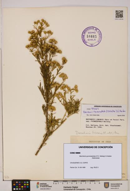 Baccharis pycnocephala [Espécimen: UDEC:CONC:0058665]