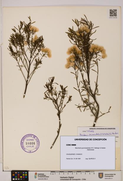 Baccharis pycnocephala [Espécimen: UDEC:CONC:0058666]