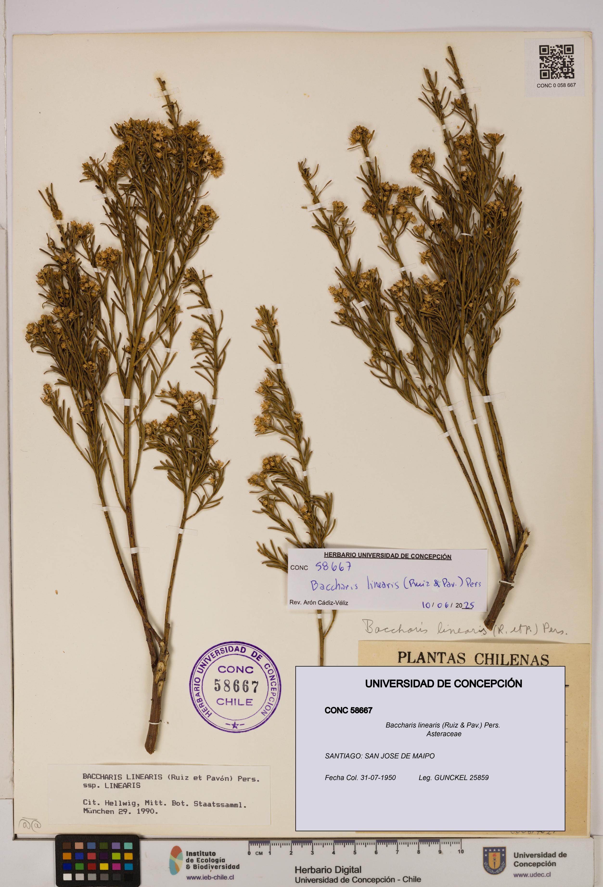 Baccharis linearis [Espécimen: UDEC:CONC:0058667]
