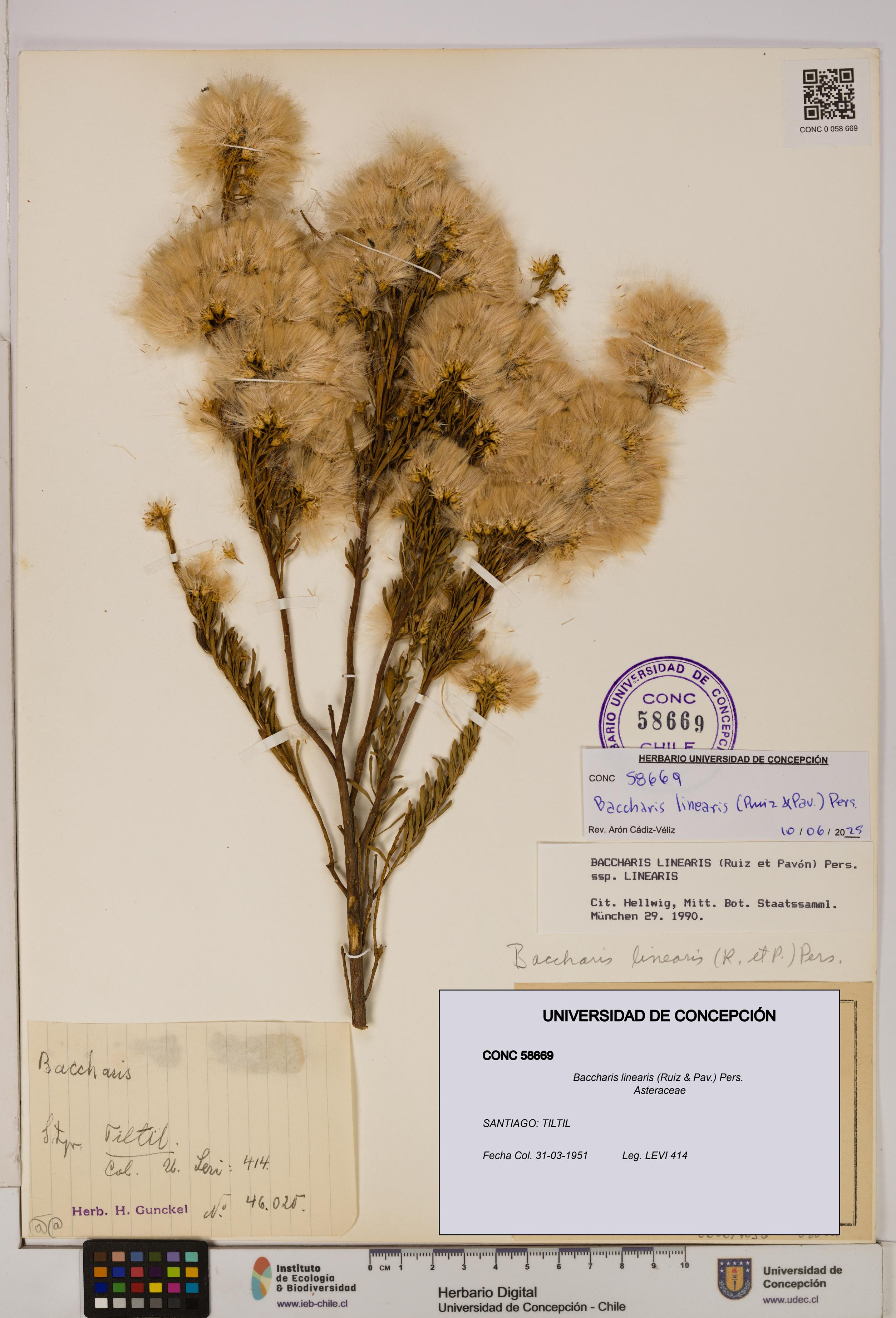 Baccharis linearis [Espécimen: UDEC:CONC:0058669]